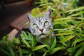 Place it in a spot where your feline friend can munch on it, and they'll love you forever. The Best And Worst Plants For Pets Herbal Academy