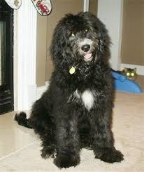 Black Bernese Mountain Dog Poodle Mix The Front Right Side Of A Black With White Bernedoodle Puppy That Is Sitting In Front Of A Fireplace There Is A Cat S Bernedoodle Doodle Dog Bernedoodle Puppy