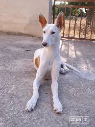Select the breed to be taken to the list. Ibizan Hound Productes De Mallorca