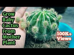 Best Way To Grow Baby Cactus With This Method Cactus Propagation With Update Part 1 Youtube Baby Cactus Propagating Cactus Mother Plant
