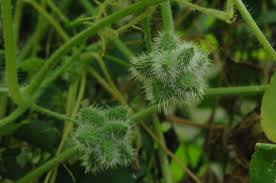 Image result for Sicyos