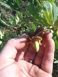 Image result for Swertia brownii