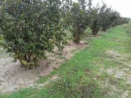 We did not find results for: O PlantaÈ›ie De Aluni Din Timis Produce Materie PrimÄƒ Pentru Ferrero Rocher Si Raffaello Agrostandard