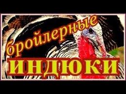 как сделать комбикорм для бройлеров в домашних условиях видео Pin Na Doske Zhivotnyj Mir