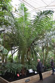 Image result for Elaeis