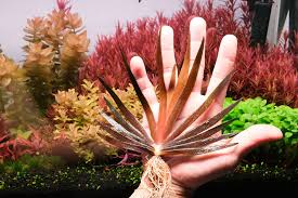 Image result for Xyris