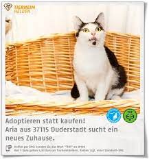 aria kam trachtig ins tierheim duderstadt und hat dort auch ihre babies bekommen http www tierheimhelden de katze tierheim duderstadt tierheim tiere katzen