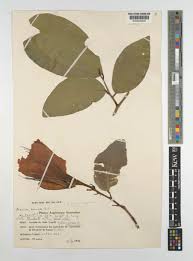 Image result for Baikiaea insignis