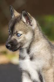 Siberian husky puppies offer incredible fun and companionship for those who desire a loyal, smart and athletic dog. Agouti Husky Puppies For Sale In Ma