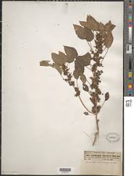 Image result for Erythrococca kirkii