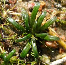 Image result for Lobelia chireensis