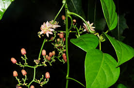 Image result for Hernandiaceae