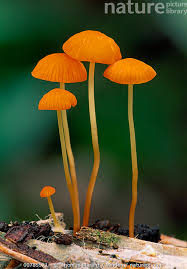 Image result for Marasmius sp.