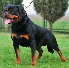 But this is just the average weight and your rottweiler could weigh more or less than these numbers. Pin By Kimi Edwards On Rottweiller Best Guard Dogs Rottweiler Dog Guard Dogs