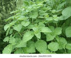 Image result for Mesosphaerum suaveolens