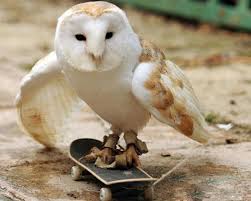 The 100 Greatest Owl Pictures You Ll Ever See Pngtree provides millions of free png, vectors, clipart images and psd graphic resources for designers.| 100 greatest owl pictures you ll ever see