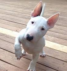 We did not find results for: Instagram Bull Terrier Puppy Bull Terrier Mini Bull Terriers