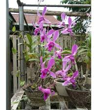 We did not find results for: Anggrek Dendrobium Ungu Shopee Indonesia