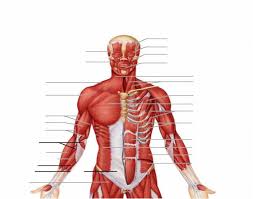 Guide to mastering the study of anatomy. Anterior Muscles Of The Upper Body