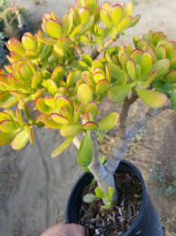Image result for Crassula alticola