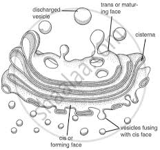 Write Short Note On The Following A Golgi Apparatus B Mitochondria Science Shaalaa Com However, they can be highly pleomorphic. golgi apparatus b mitochondria