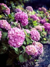 Hydrangeas How To Grow Hydrangea Hydrangea In Pots Growing Hydrangeas Hydrangea Not Blooming Planting Hydrangeas