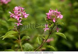 Image result for Ruspolia seticalyx