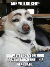 60 Dog Memes So Funny That Will Keep You Laughing For Hours Funny Animals Daily Lol Pics How To Draw Eyebrows Funny Animals Funny Pictures