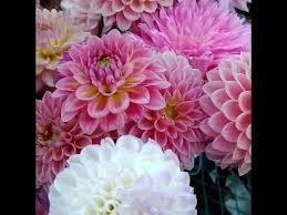 Found This Video On Instagram I Thought I Had Kept The Link Oops Coldwater Florist 41143638 693762614313550 869143929786309017 Flowers Dahlia Florist