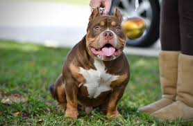 American Bully Black Pitbull Dog Price The Flashy Tri Color American Bully Puppies Of Venomline Pocket Bully American Bully American Bully Kennels
