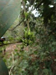 Image result for Ritchiea