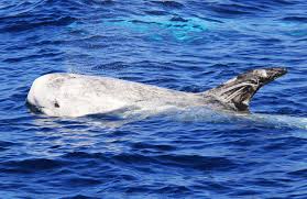 Baleen whale — baleen whales are one of the largest animals on earth.they strain huge amounts of water through their teeth to get enough small animals (like krill and zooplankton) to eat. Ocean Visitors Pembrokeshire Coast National Park