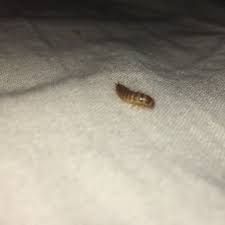 Tier Im Bett Gefunden Raupe Tiere Insekten