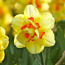 Daffodil Narcissus Tahiti One Of The Sturdiest And Most Reliable Of All Double Daffodils Produces A Bounty Of Bright Y Daffodil Bulbs Fall Plants Daffodils