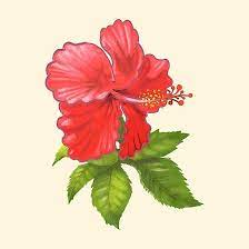 Pink Hibiscus Flower Painting Photographic Print By Newburyboutique Flower Painting Flower Prints Art Hand Drawn Flowers