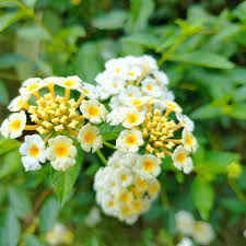 Image result for Lantana nivea