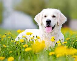 The cost of a golden retriever puppy varies depending on his place of origin, whether he is male or female, what titles his parents have, and whether he is puppy or adult, take your golden retriever to your veterinarian soon after adoption. Golden Retriever Dog Breed Information The Happy Puppy Site