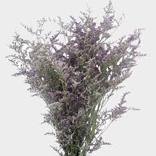 With accent leaves this filler flower a. Bulk Greens Fillers Packs Bulk Wholesale Blooms By The Box