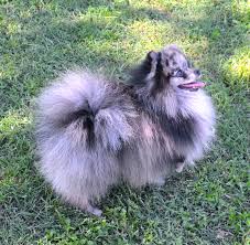 Maybe you would like to learn more about one of these? Purchase Merle Pomeranian Price Up To 71 Off