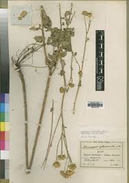 Image result for Anisopappus chinensis