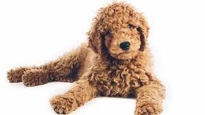 It is a perfect size! Goldendoodle Puppies For Sale Adopt Your Puppy Today Infinity Pups