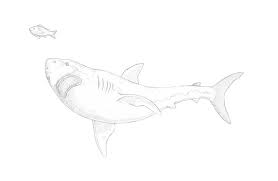 Do you want to learn how to draw a shark super easy for kids. How To Draw A Shark Step By Step