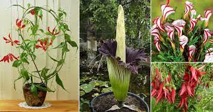 We did not find results for: 15 Rare Flowers In India Types Of Rare Beautiful Flowers