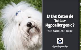 This hypoallergenic dog is easy to train and very playful, so you're sure to spend long, happy hours besides all those qualities, schnauzer dogs are among the best hypoallergenic breeds for if you're looking for a small, quiet dog that's easy to train, the italian greyhound is the perfect breed for you. Small Hypoallergenic Dogs Hypoallergenic Dog