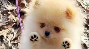 We are akc show breeders offering the finest quality the pomeranian breed has to offer. Cutest Pomeranian Puppies Compilation Youtube
