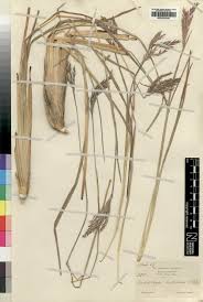 Image result for Andropogon schirensis