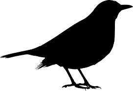 Pin On Birds Ptaki
