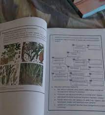 Maybe you would like to learn more about one of these? Lengkapilah Diagram Di Bawah Ini Dengan Jenis Tumbuh Tumbuhan Tersebut Brainly Co Id
