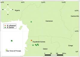 Image result for Antherotoma angustifolia