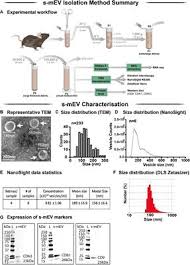 Check spelling or type a new query. Frontiers Small Medium Extracellular Vesicles And Their Mirna Cargo In Retinal Health And Degeneration Mediators Of Homeostasis And Vehicles For Targeted Gene Therapy Cellular Neuroscience